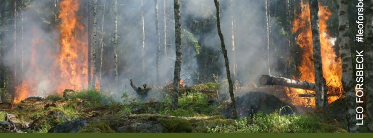 Ein Feuer im Wald kann große Schäden anrichten